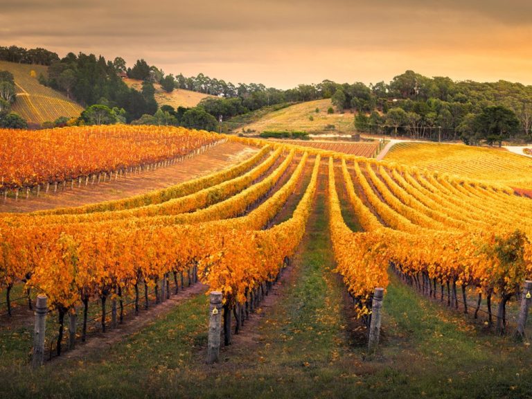 France Vineyard