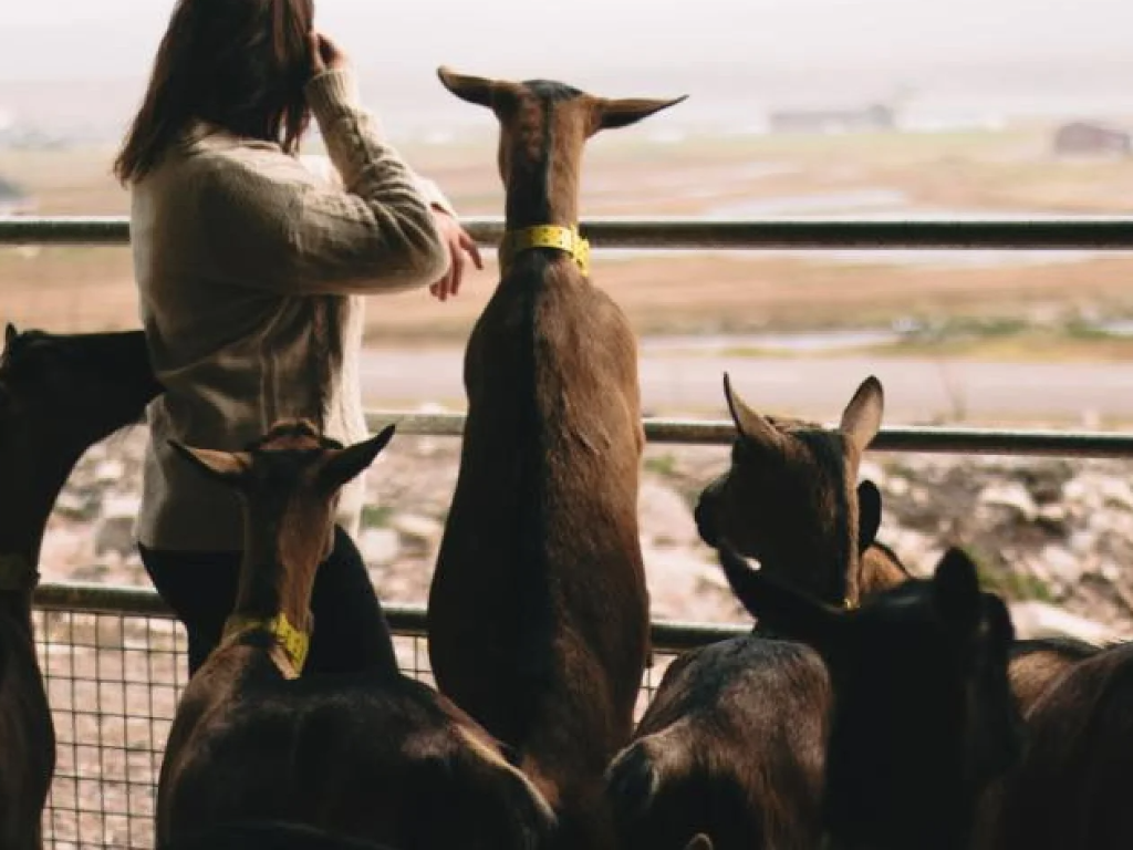 Saveurs Fermiers goat farm