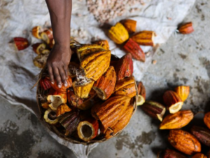 Grenada Chocolate Festival 2026